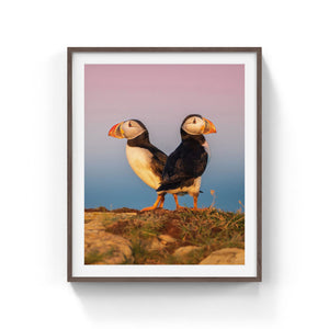 Sunrise puffins