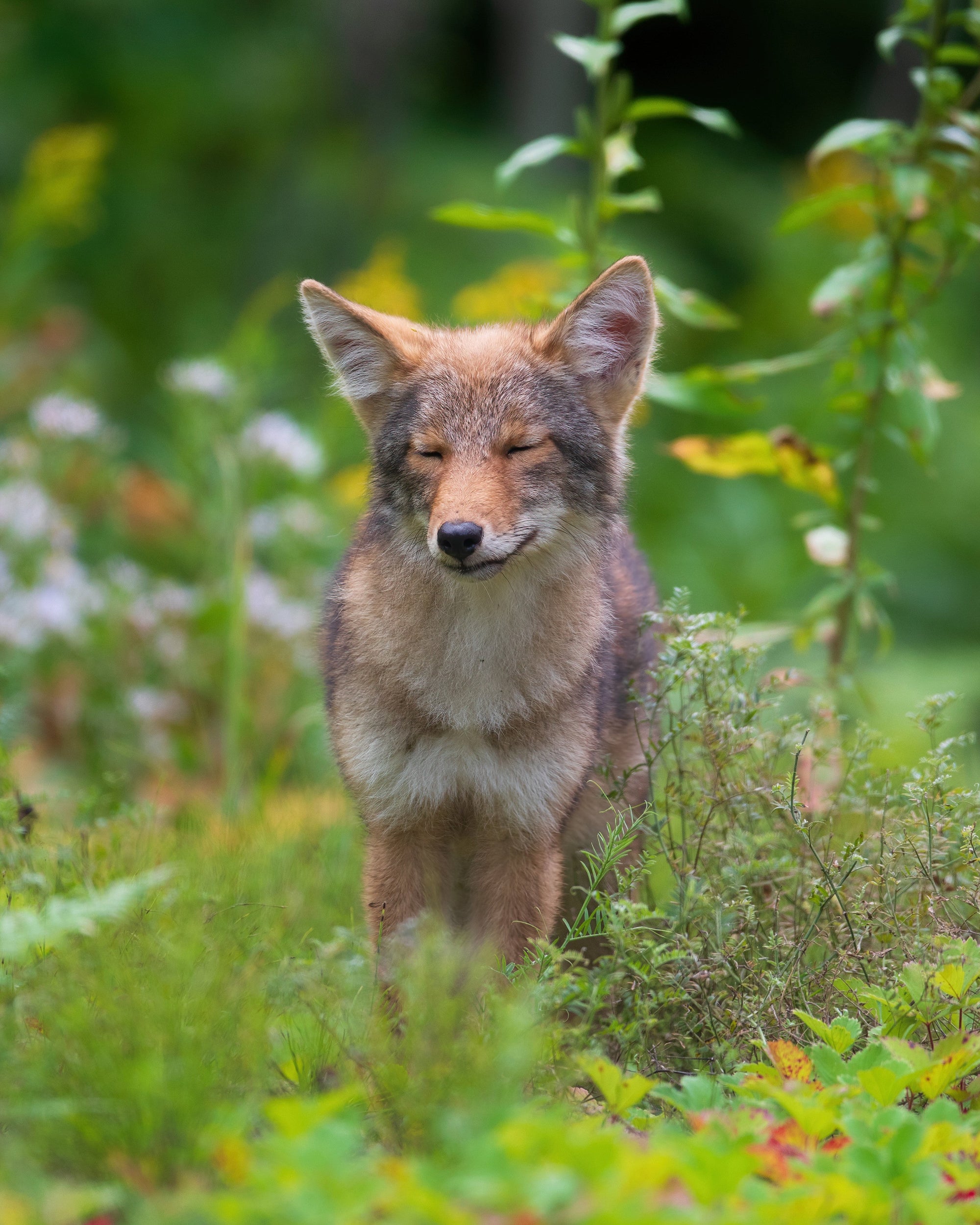 Smiling coyote