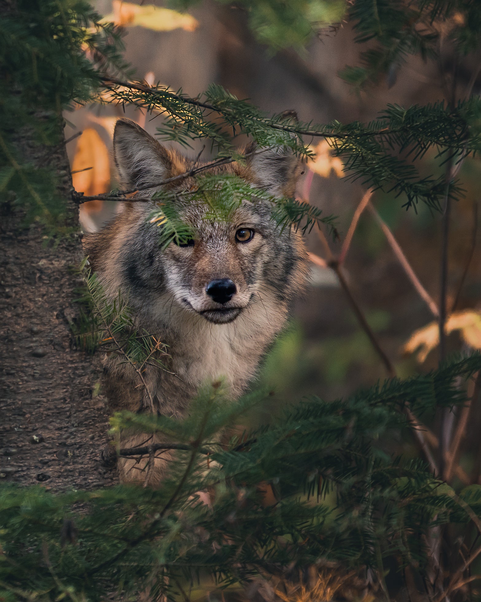 Dans les bois