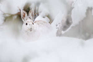 Through the snow