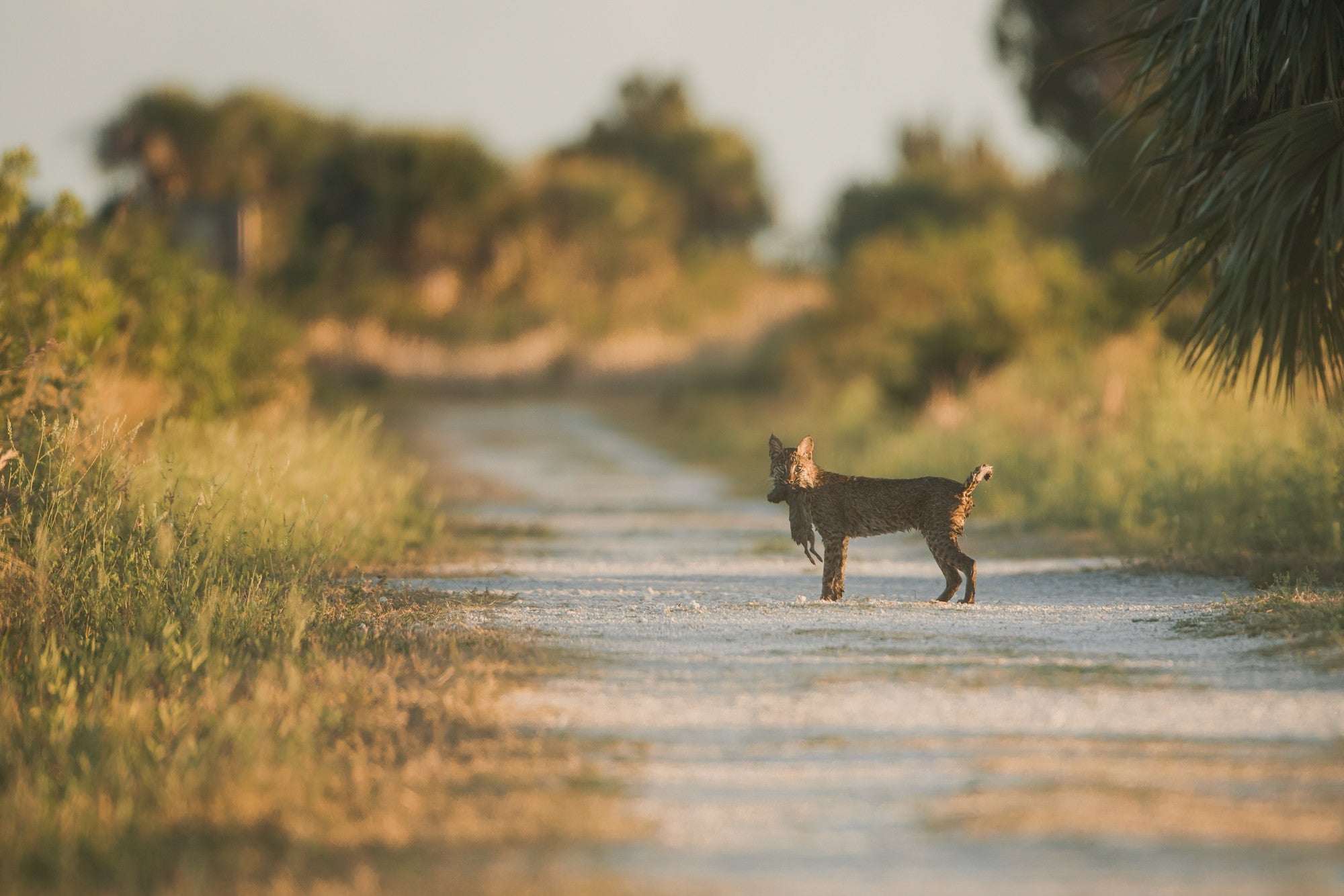 Lynx roux et sa proie