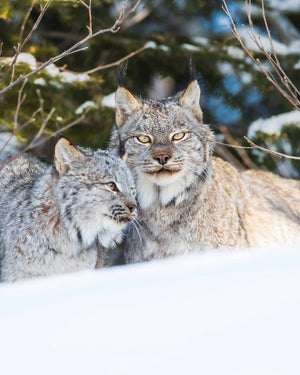 Duo de lynx