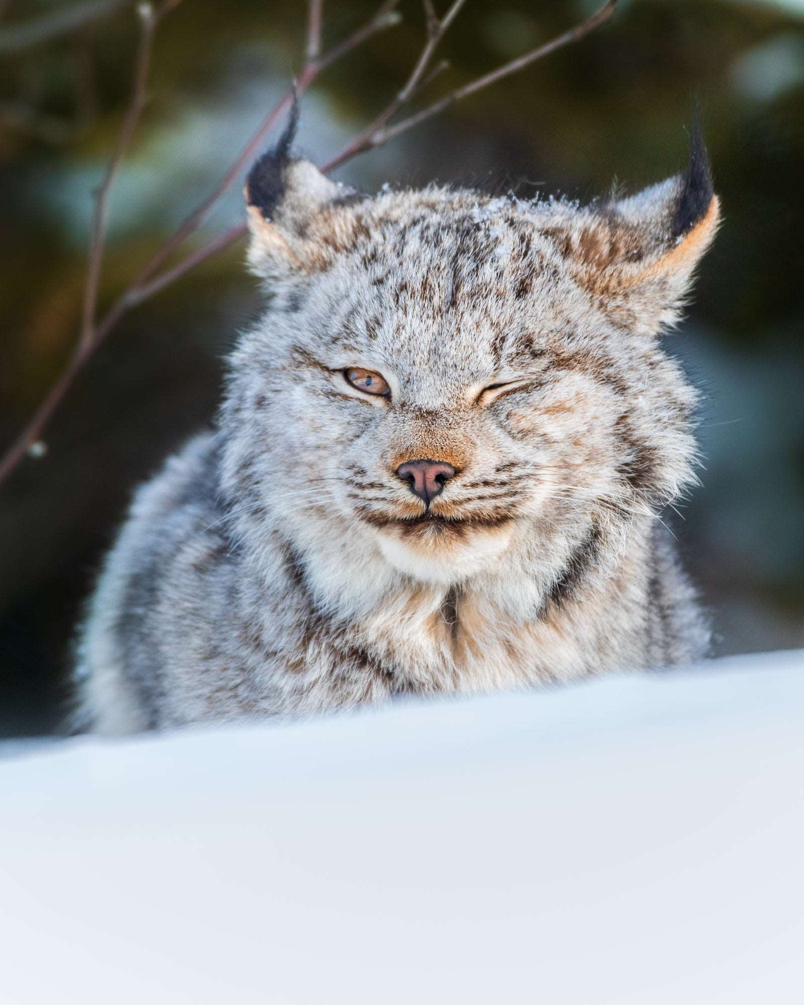 Le clin d'oeil du lynx