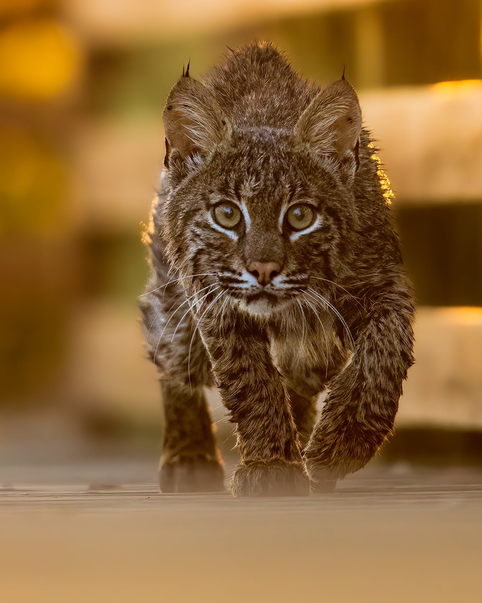 Face à face avec le lynx roux