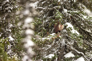 Up in the trees