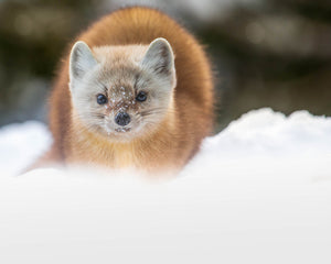 Snowy nose