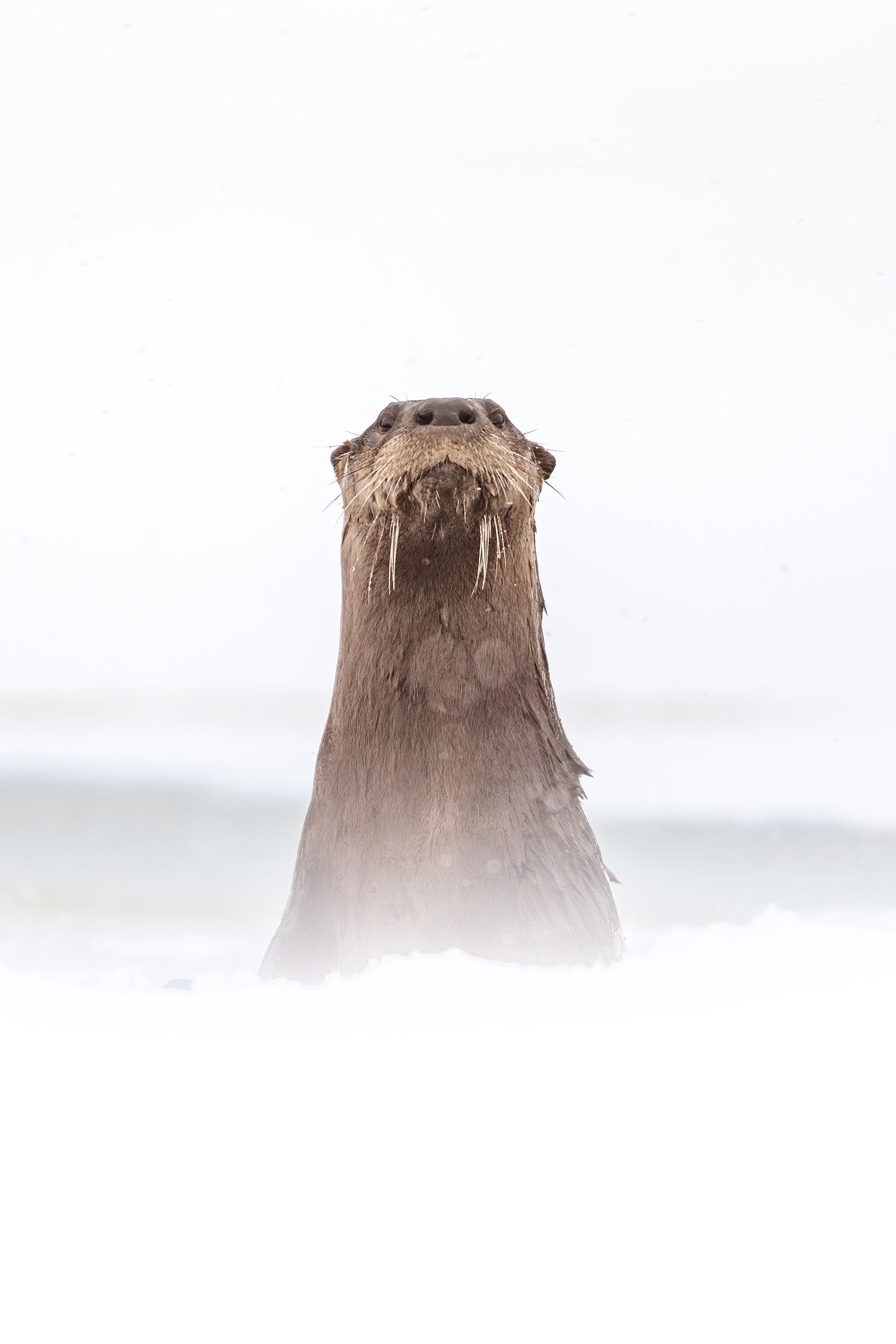 Curious otter