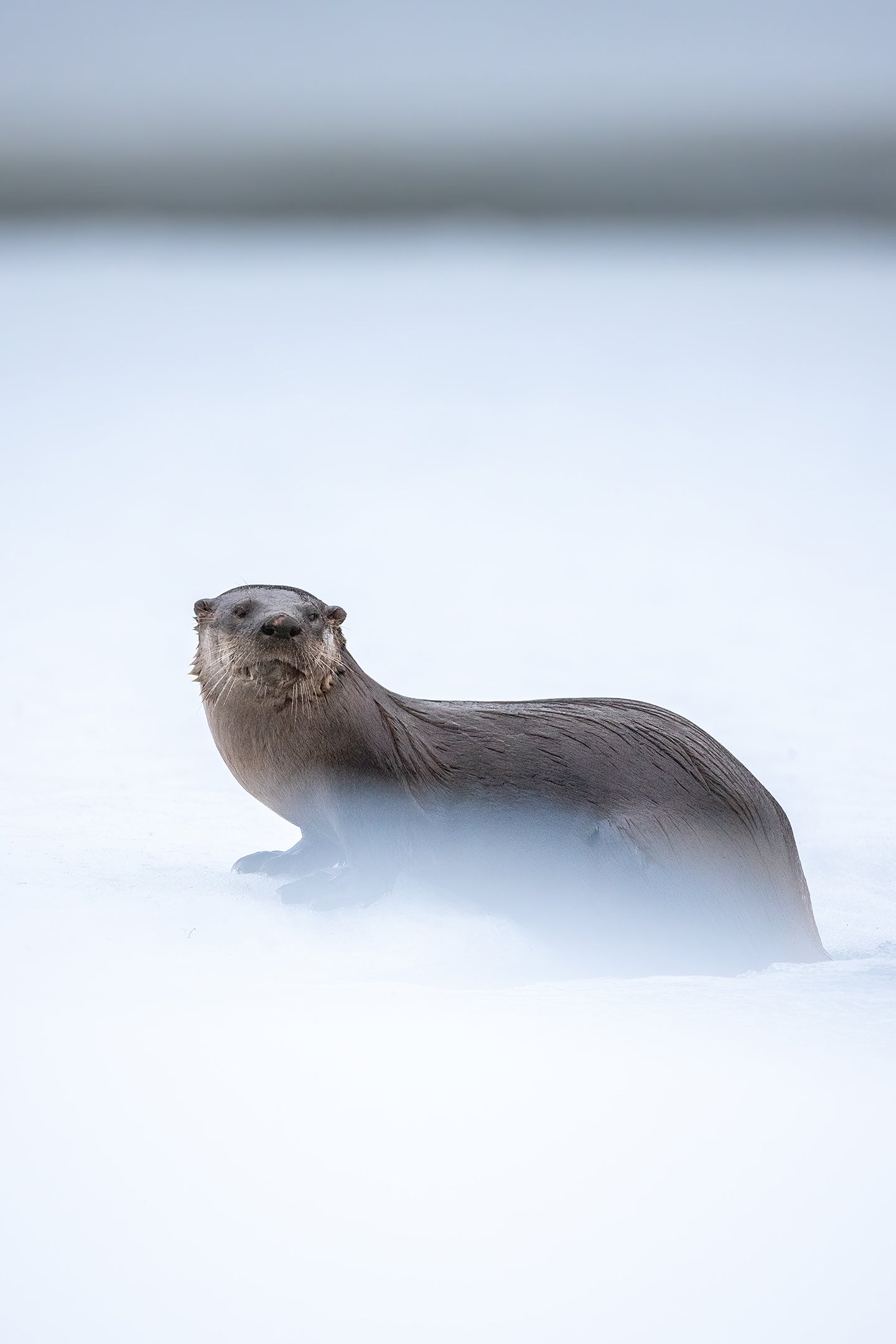 River otter