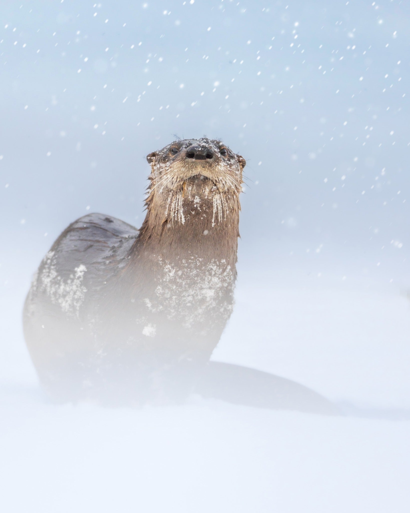 Under the snow