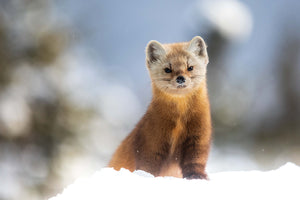 Pine marten and its winter wonderland