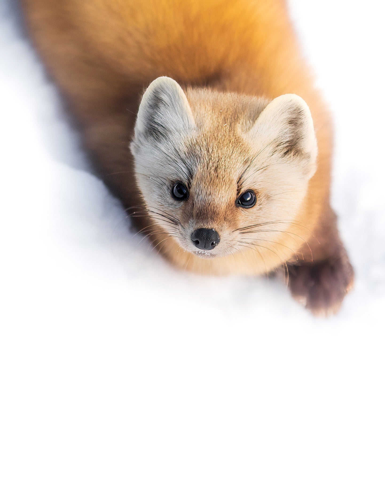 Curious Pine Marten