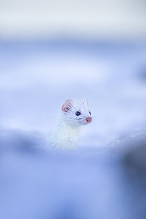 Belette dans les glaces