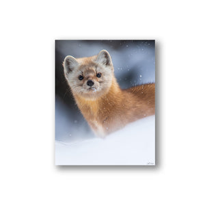 Snowy Pine Marten