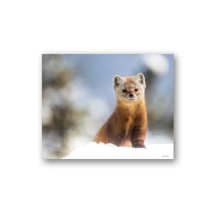 Pine marten and its winter wonderland