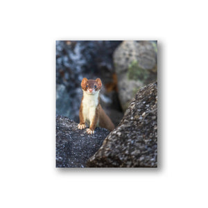 Furtive dans les rochers