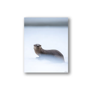 River otter