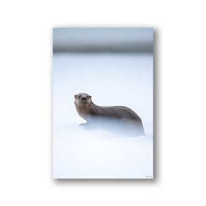 River otter