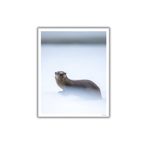 River otter