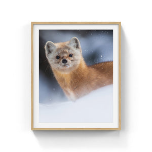 Snowy Pine Marten