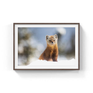 Pine marten and its winter wonderland