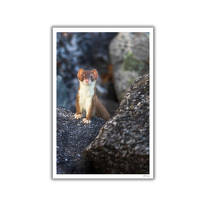 Furtive dans les rochers