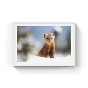 Pine marten and its winter wonderland