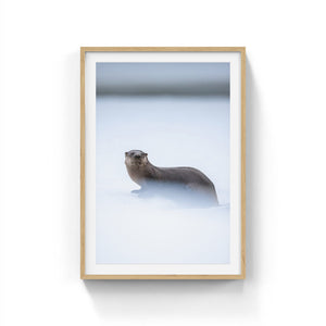 River otter