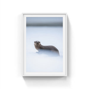 River otter