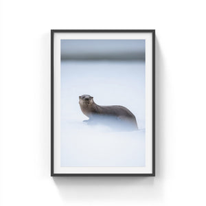 River otter