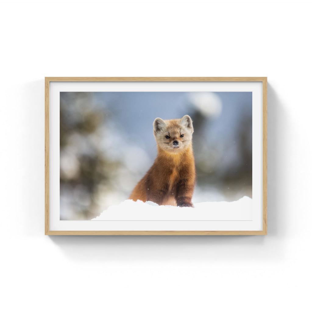 Pine marten and its winter wonderland