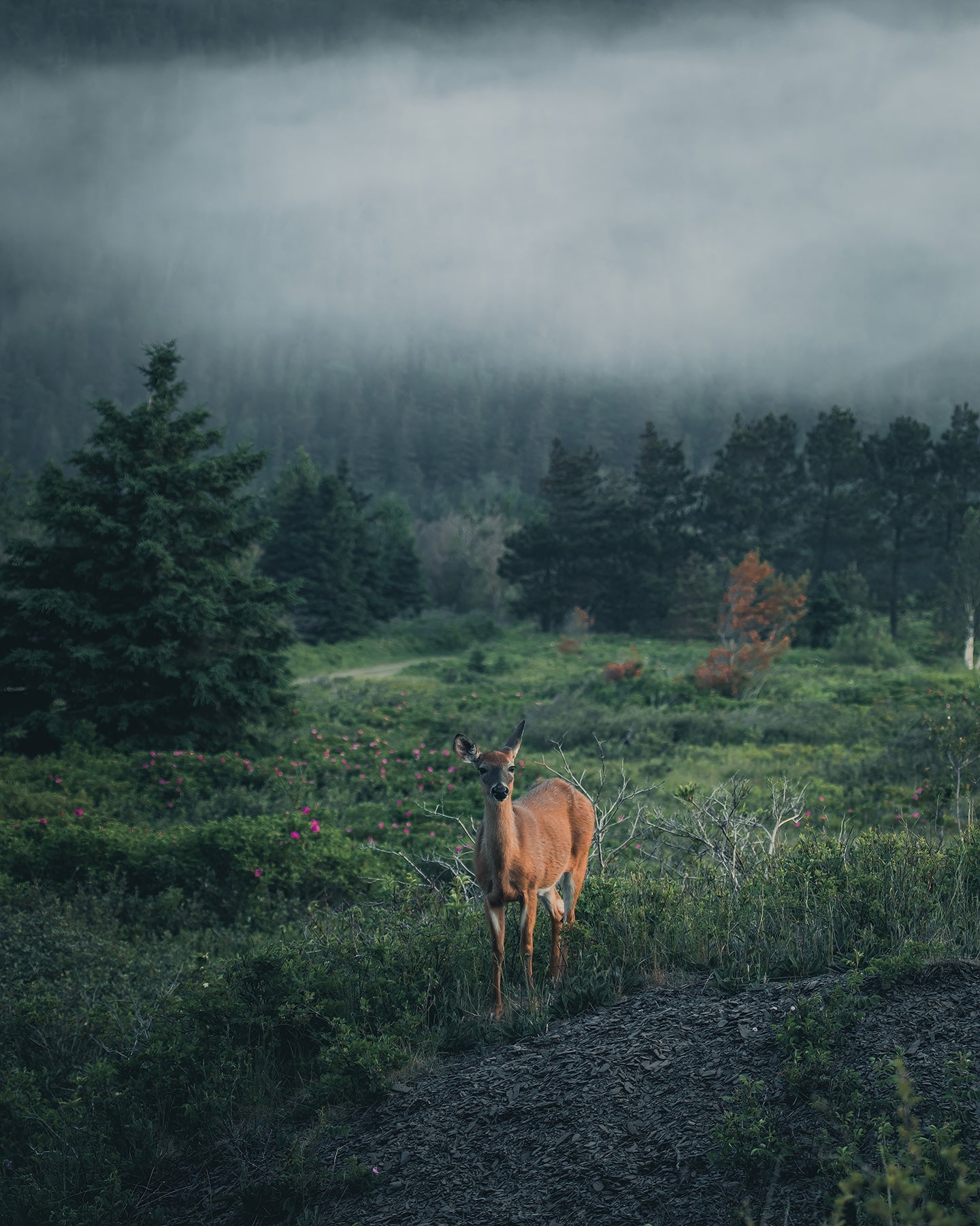 In the fog