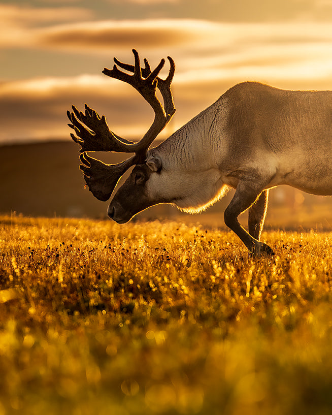 Golden light on the caribou