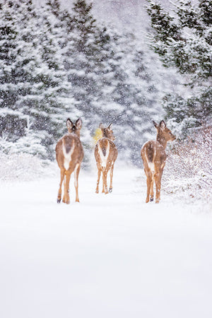 Trio de cerfs sous la neige