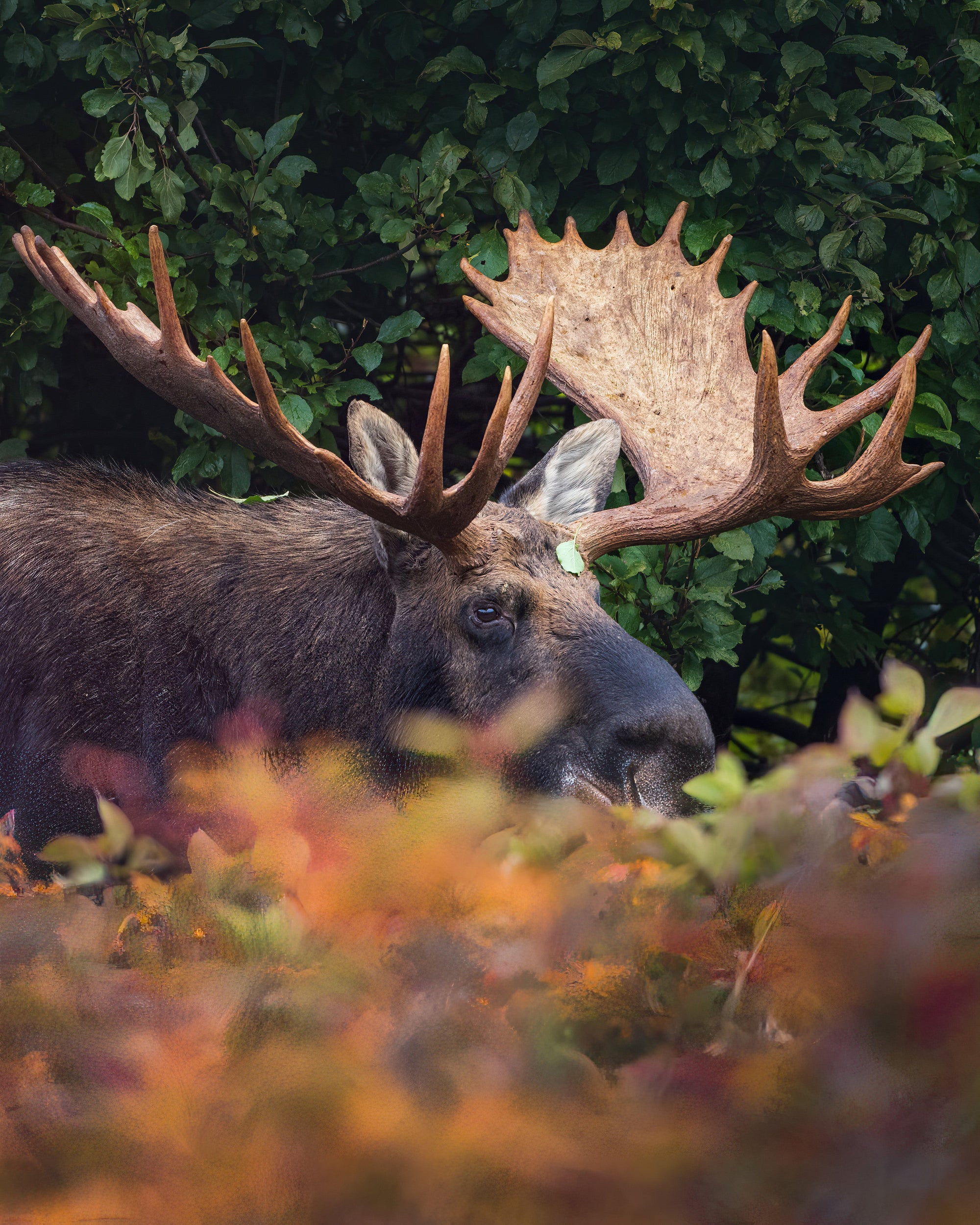 Fall buck