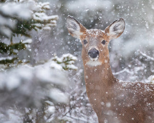 Under the snowflakes