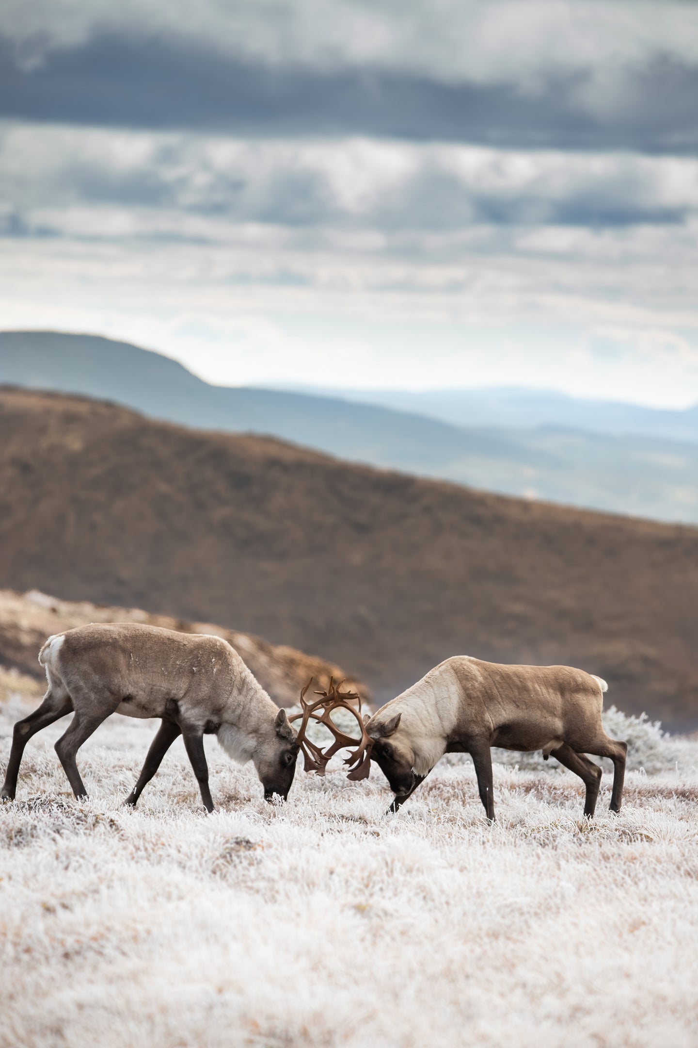 Fight at the summit