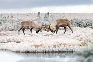 Deux caribous mâles en confrontation au sommet du Mont Albert, Gaspésie
