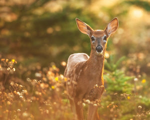 Fawn in the light