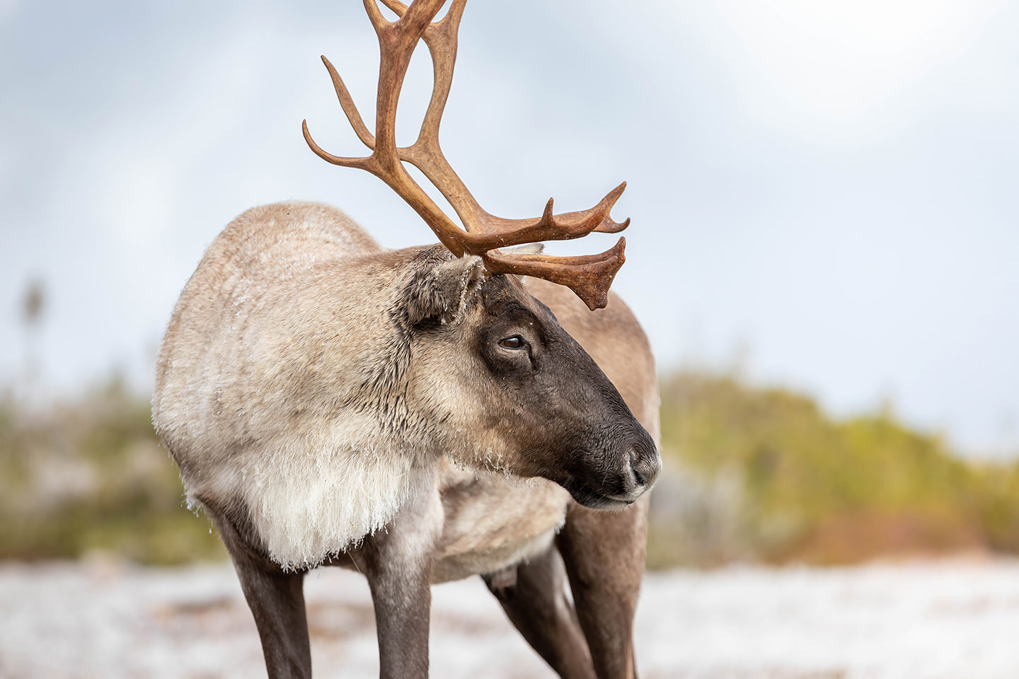 Caribou profile