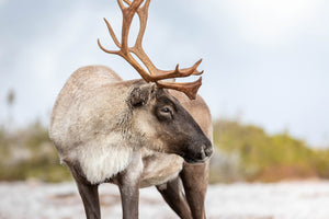 Caribou profile