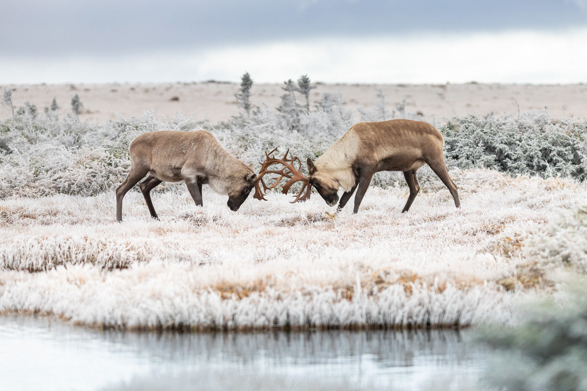 Altercation - Canvas