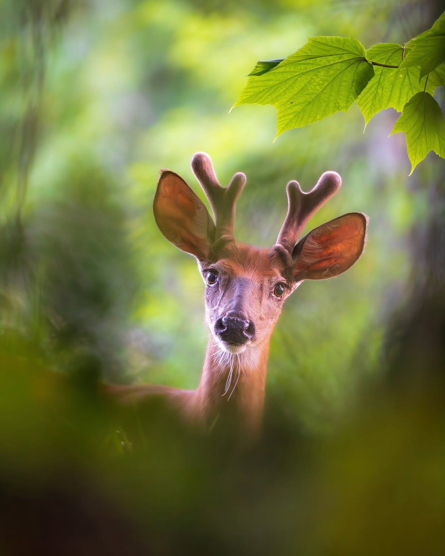 Dans la forêt