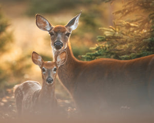 Doe and fawn