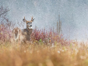 First snow