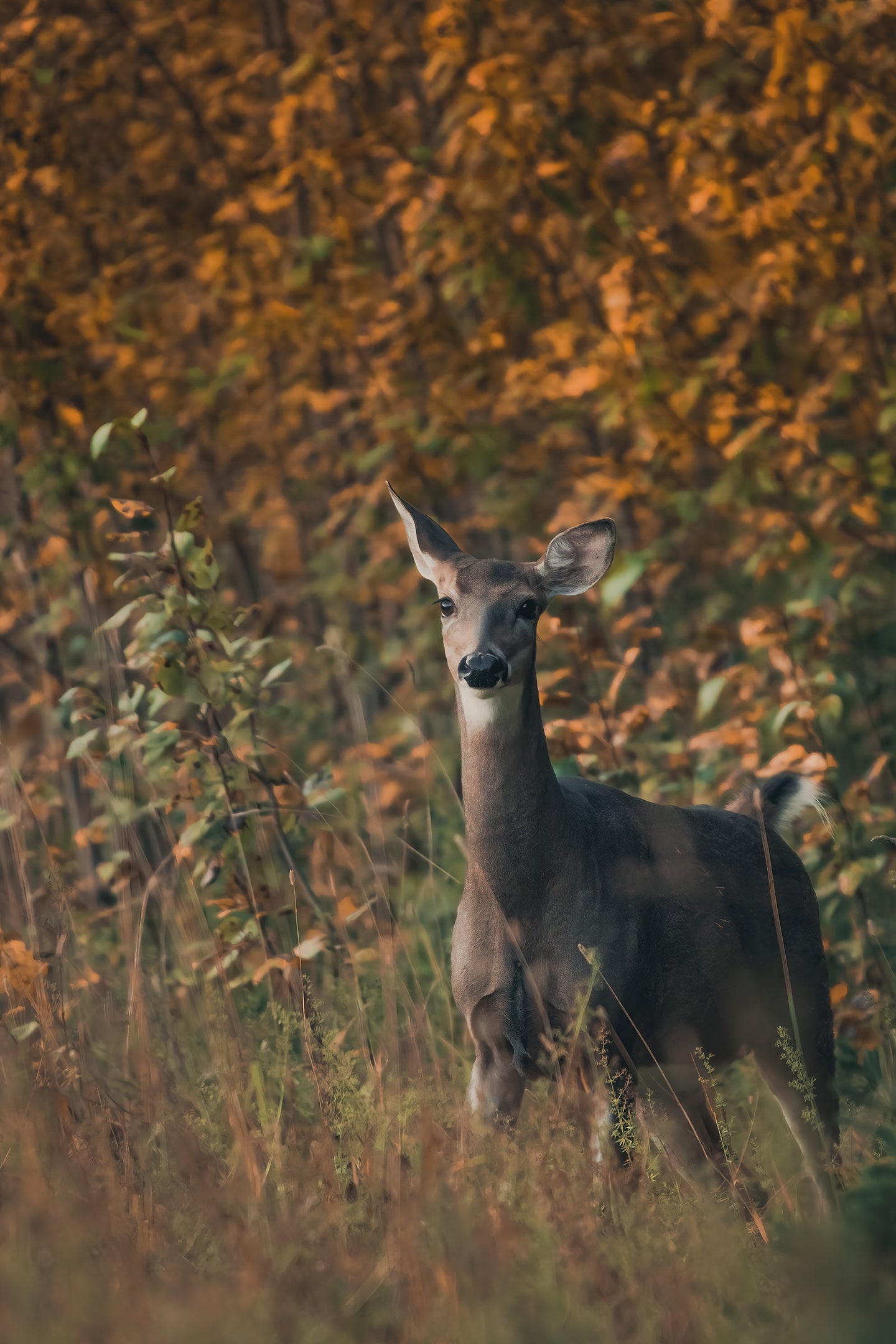 Fall encounter