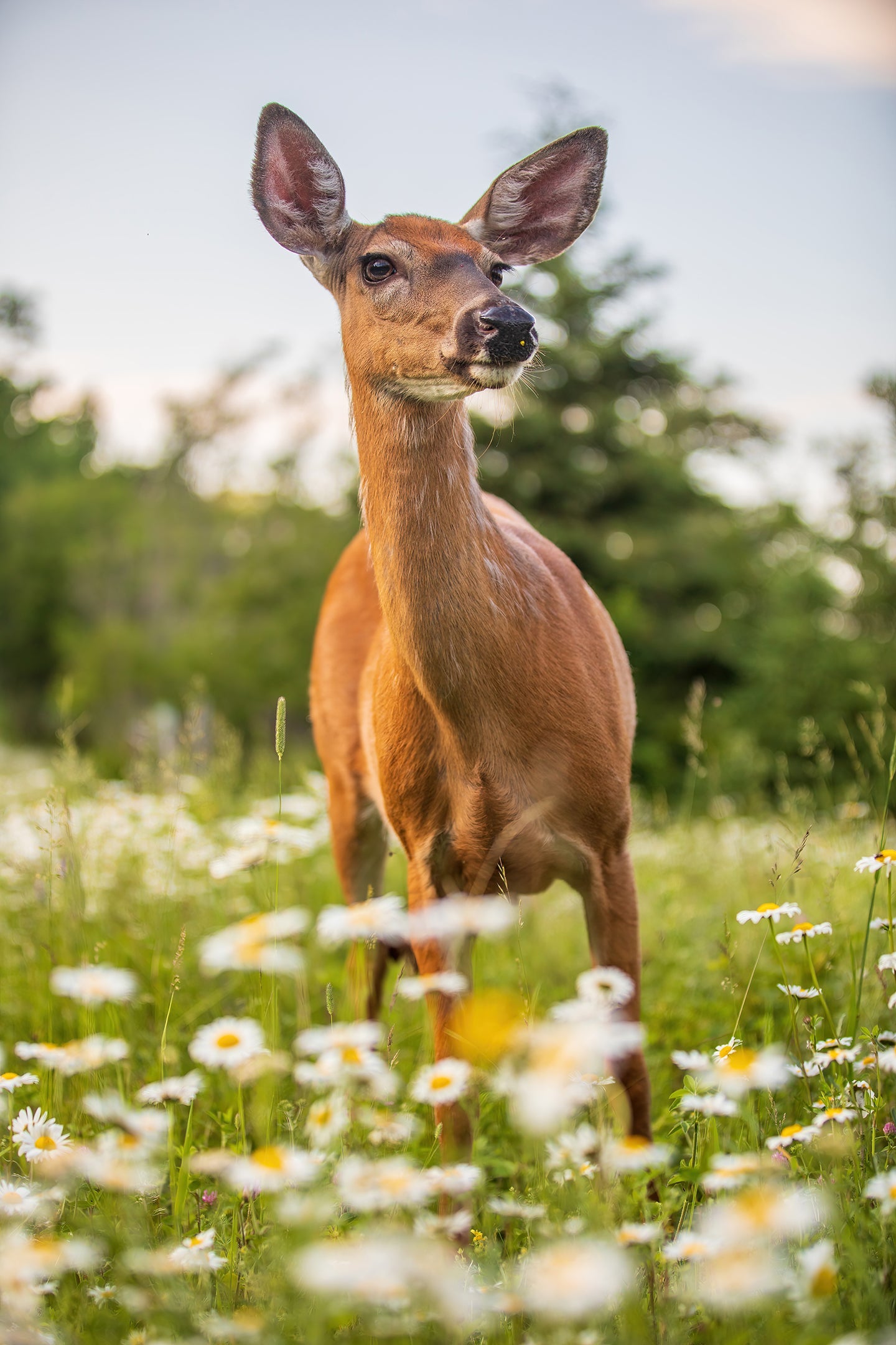 In front of the daisies