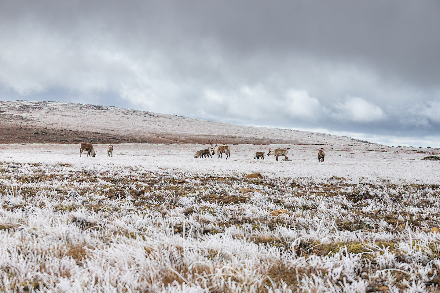 The herd