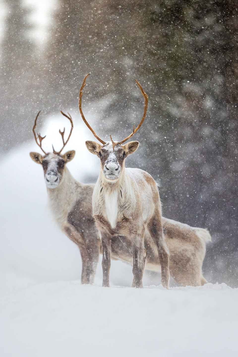 Rencontre inattendue