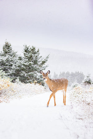 Élégance sous la neige