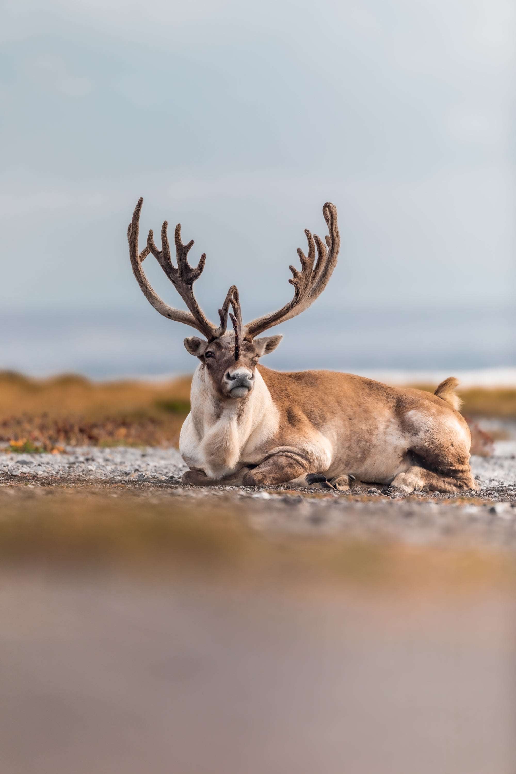 Beach caribou